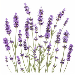 Lavender isolated on white
