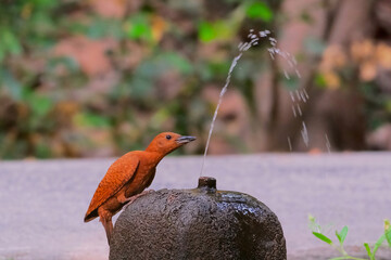 Rufous woodpecker