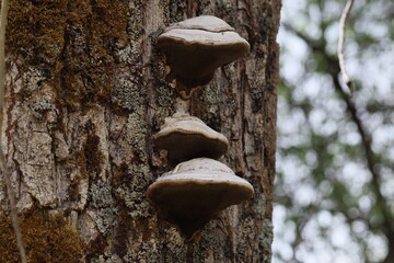 Fungos orelha de pau