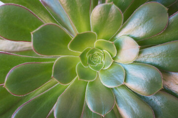 Top View of Potted Echeveria Elegans or Mexican Snowball, One of the Most Popular Flowering...