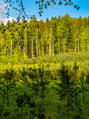 Fototapeta premium Wiederaufforstung im Mischwald durch anpflanzen von Jungbäumen