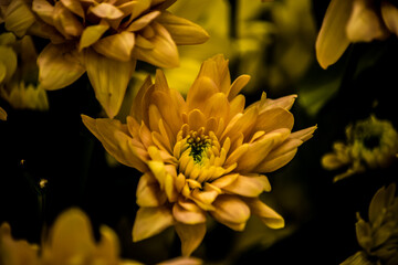 Eine gelb blühende Blume