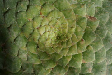 close up of a cone