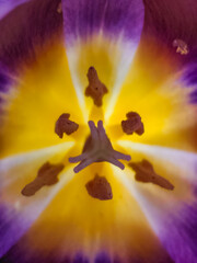The inner part of a flower bud of a purple tulip. Tulip core with yellow pistil and stamens. macro shot. Floral background