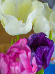 Bouquet of multicoloured tulips close-up