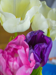 Bouquet of multicoloured tulips close-up