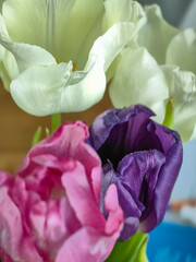 Bouquet of multicoloured tulips close-up