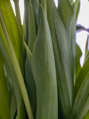 Close-up of green tulip stems