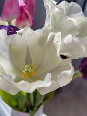 Bouquet of multicoloured tulips close-up