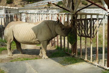 Rhinoceros Higashiyama Zoo Nagoya Aichi Japan March 2024 東山動植物園