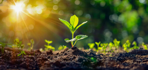 A small plant is growing in the dirt