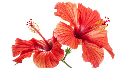 Red hibiscus flower 