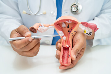 Uterus, doctor with anatomy model for study diagnosis and treatment in hospital.