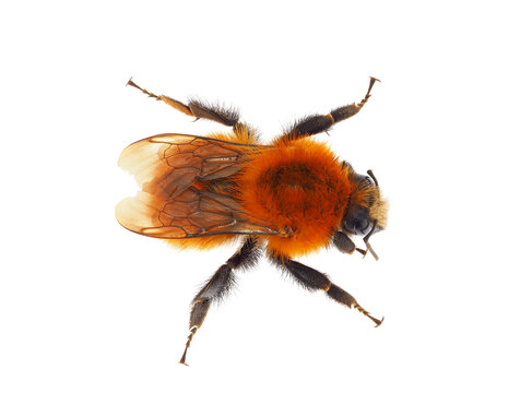 Common carder bee isolated on white background, Bombus pascuorum