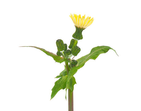 Common sowthistle isolated on white background, Sonchus oleraceus