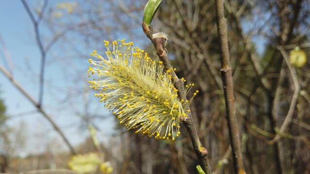 Blooming willow buds on a branch, spring natural background. Pollen from flowering spring plants, allergen.