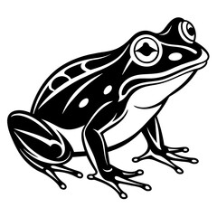 frog on a white