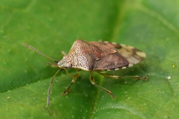 Closeup on the Parent bug, Elasmucha grisea sitting on a green leaf