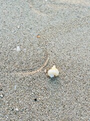 tender seashell on the wet sand