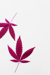 Marijuana leaves on a white background, medical cannabis