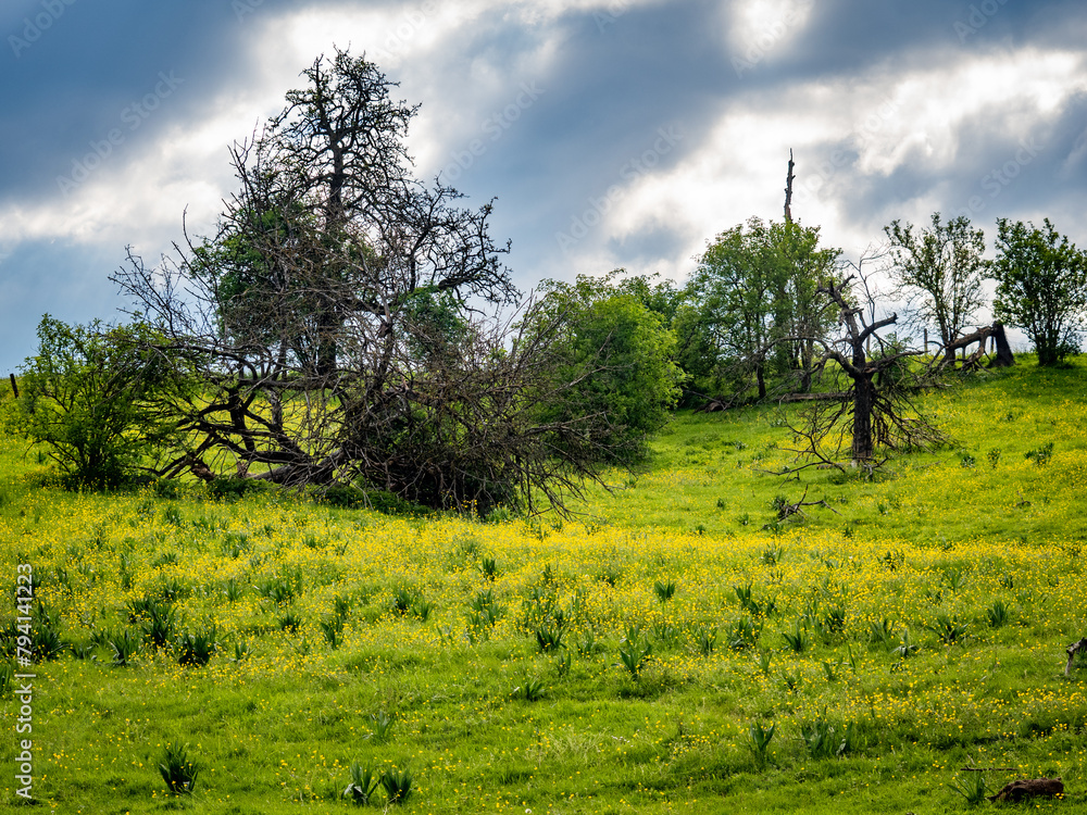 Poster Bäume im Feld und Mischwald im Frühjahr