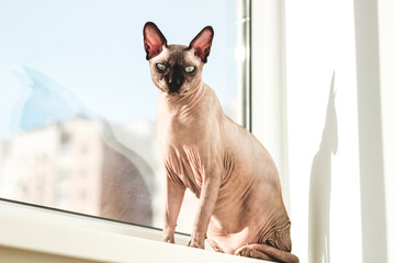 Hairless cat of the Canadian Sphynx breed sits on the windowsill in the sun