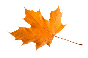 maple leaf isolated on white