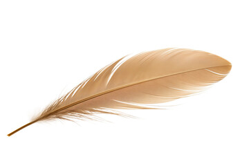 Fototapeta na wymiar feather isolated on white