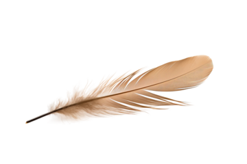 feather isolated on white