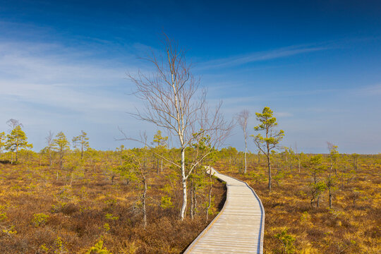 Viru Bog Viru Raba peat swamp, Estonia