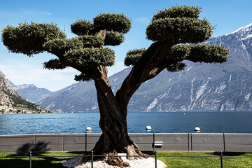 Limone’s Living Sculpture: The Olive Tree of Lake Garda. An elegantly topiared olive tree stands proudly before the sweeping views of Lake Garda and the imposing mountains of Limone, Italy. - obrazy, fototapety, plakaty