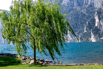 A tranquil scene at Lake Garda with a willow tree at the foreground, overlooking calm blue waters...