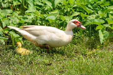 A mother duck and 1 duckling secretly hatched in the garden.