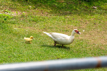 Fototapeta premium A mother duck and 1 duckling secretly hatched in the garden.