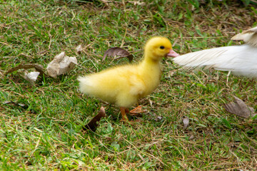 A mother duck and 1 duckling secretly hatched in the garden.