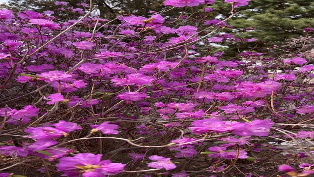 Vertical video. Blooming Rhododendron dauricum flowers filmed in UHD.