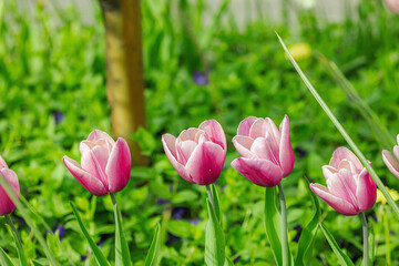Blooming tulips grow in the garden. Spring gardening, outdoor concept background, floral style