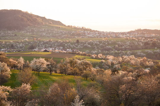 Kohlberg, Baden-Wuerttemberg, Germany: Village Kohlberg, Jusi mountain. Orchard meadow near Beuren, Swabian Alb at sunset.