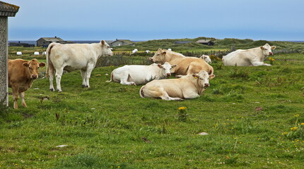 Obraz na płótnie Canvas Cattle on a pasture at Orre at the scenic route Jaeren in Norway, Europe 