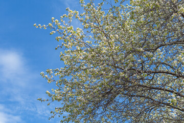 Copy space fresh early spring bloom trees and vegetation in the park blooming nature, season background