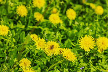 Blooming dandelion grow in the garden. Spring gardening, outdoor concept background, floral style