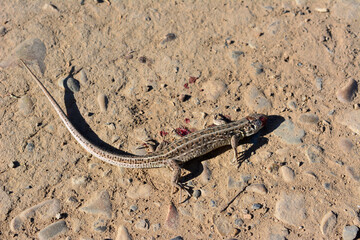 a lizard that is laying on the ground   