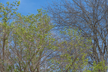 Copy space fresh early spring bloom, spring season background, selective focus image