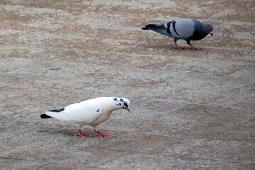 two pigeons looking for food on the ground. selective focus