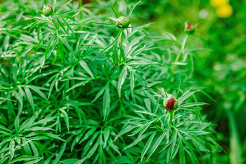 Peony buds grow in the garden. Spring gardening, outdoor concept background, floral style