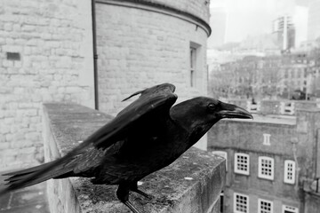 tour de Londres © Michael Aubigny