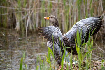 grey lag goose 