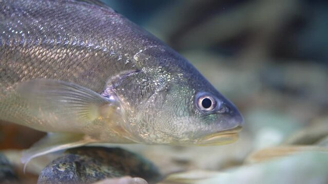 Boesemania croaker fish with silver skin, a local river fish in Thailand (In Thai is called horse fish). Fish underwater with eye focus. 4k footage.