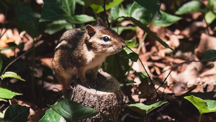 Naklejka na ściany i meble An adorable furry little striped Eastern Chipmunk perched on top of a tree trunk in a deciduous woodland forest. Long Island, New York, USA 