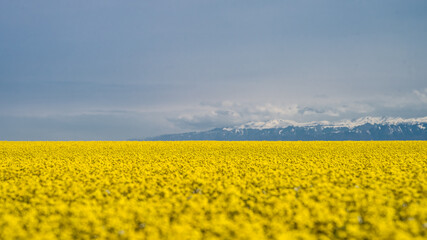 Obraz premium blooming yellow flower fields. blooming steppe